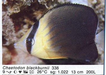 Chaetodon blackburnii